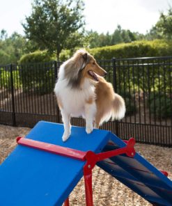 Intermediate Bark Park Obstacle Course