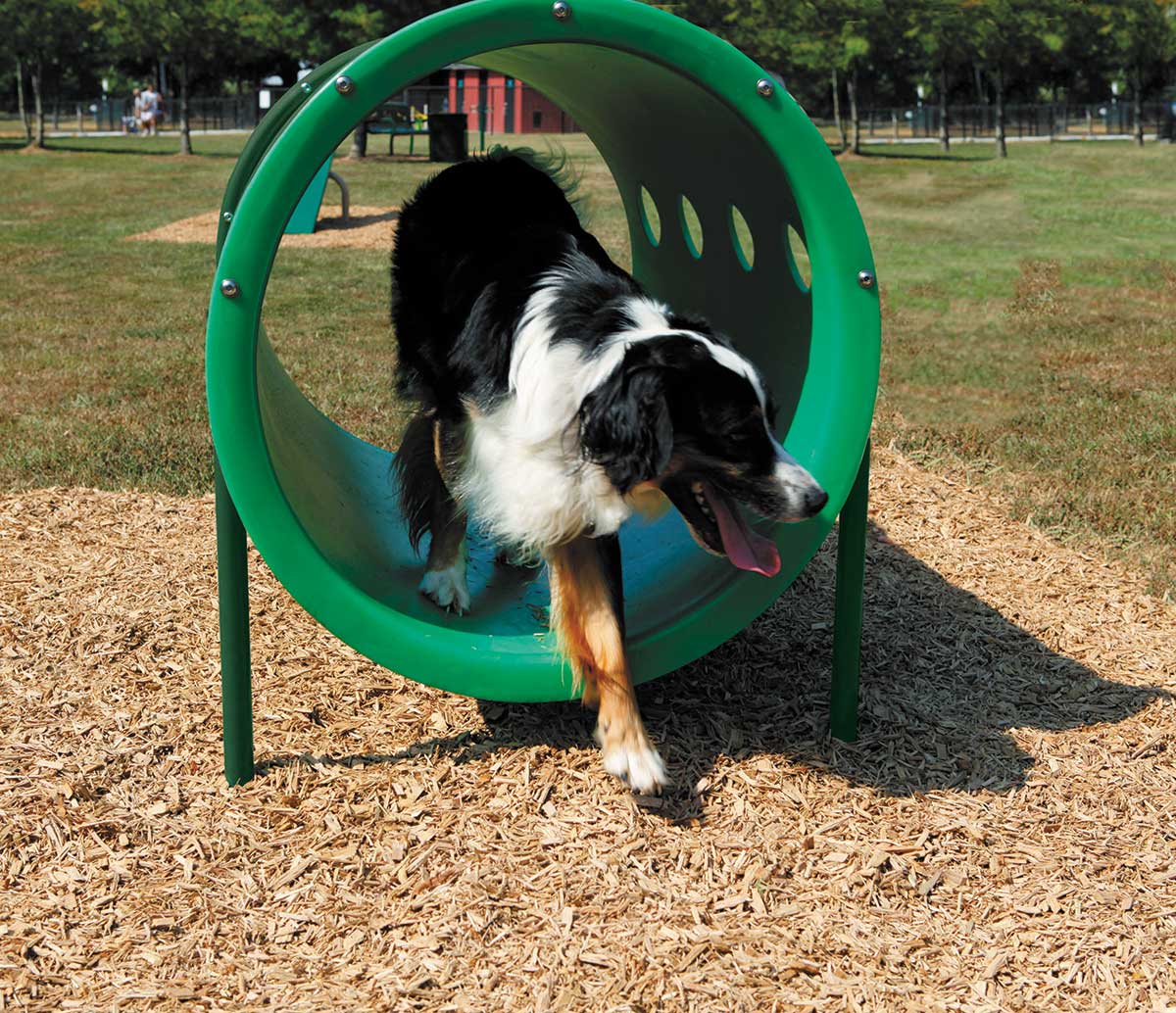 Expert Bark Park Obstacle Course