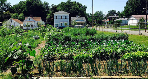 Community Garden - Louisville KY
